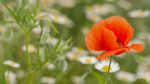 古田路在哪里:探索这条街道的历史与周边景点 古田路在哪里:探索这条街道的历史与周边景点