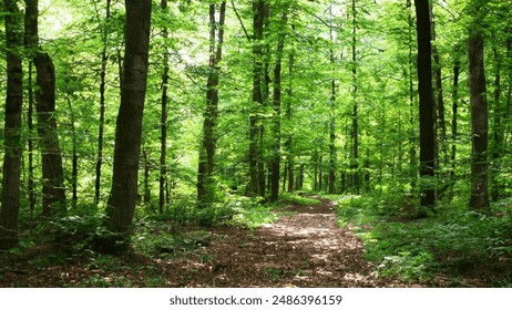 我为邪帝:奇漫屋中的逆袭之路与成长传奇 我为邪帝:奇漫屋中的逆袭之路与成长传奇