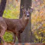 探索T-Box Planet:未来科技与宇宙探索的完美结合 6t5d1nmc8